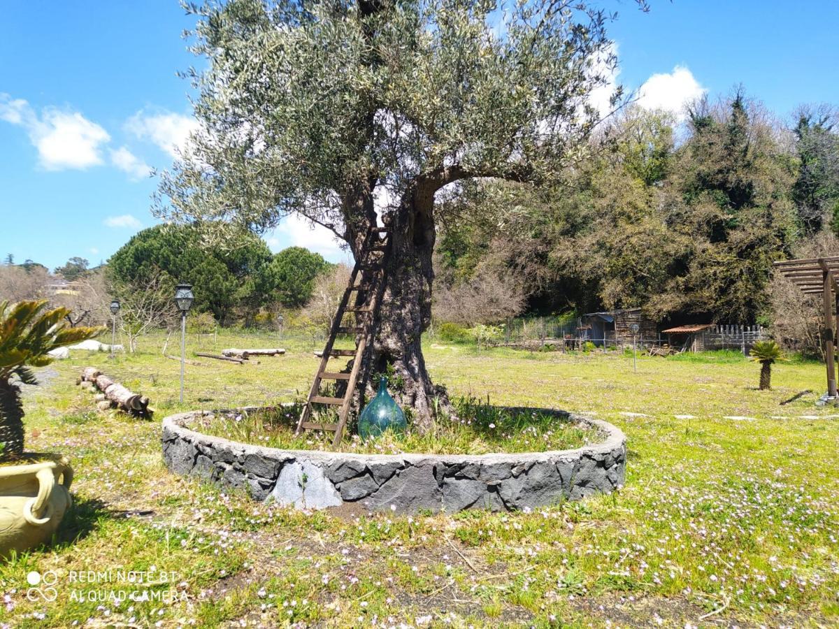 Antico Palmento Dell'Etna Hotell Pedara Eksteriør bilde